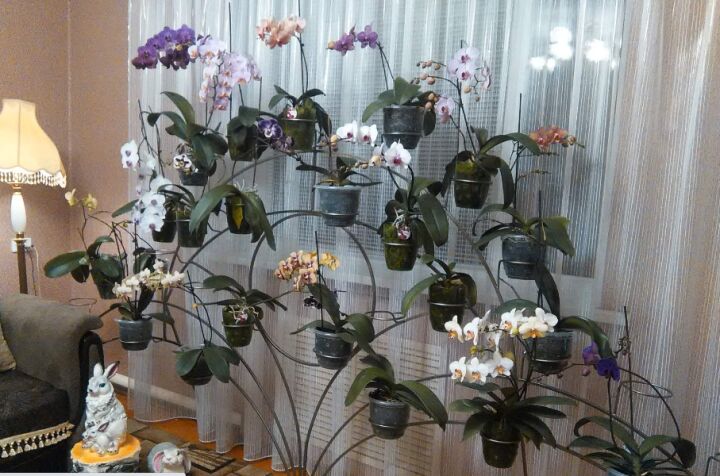 Этажерка Для Орхидей