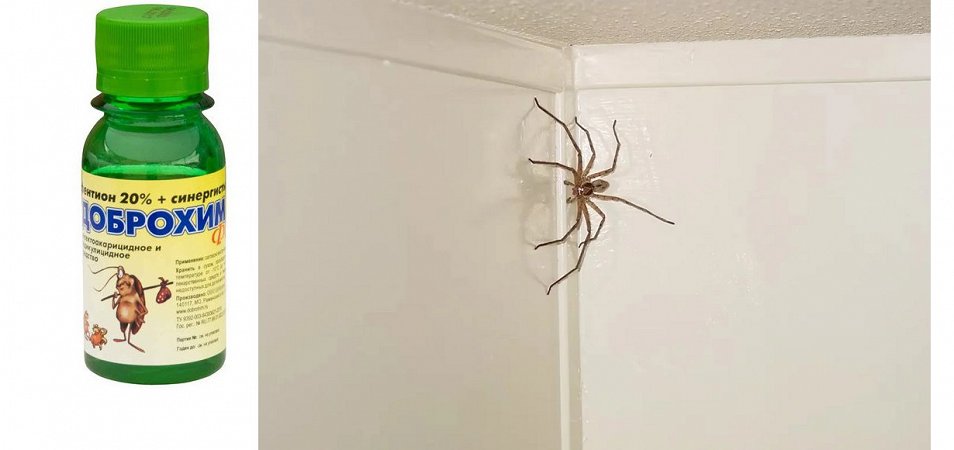 Как избавиться от пауков в доме: эффективные способы