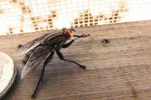 Как быстро и эффективно избавиться от мух в квартире?