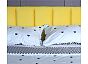Кровать Betsi велюр жёлтый С П/М 1600x2000, ортопедическое основание, изголовье мягкое