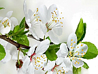 Фартук