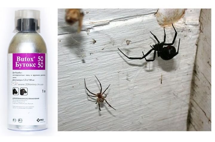 Как избавиться от пауков в доме: эффективные способы