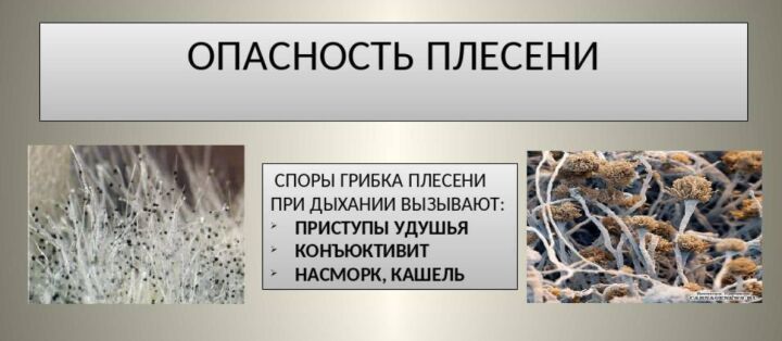 Черная плесень несет опасность для человека