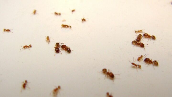 Рыжие муравьи на кухне