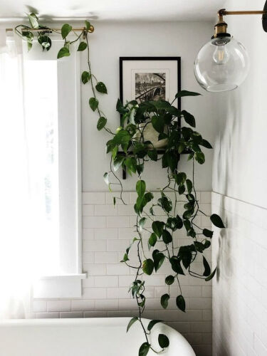 10 подвесных комнатных растений для маленьких квартир