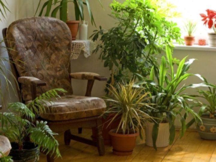 Растения в интерьере квартиры или дома