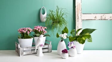 Тренды 2020: самые модные комнатные растения